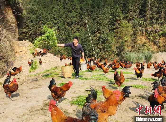 广西养殖户无奈训鸡吃牧草 意外发现省钱又走俏