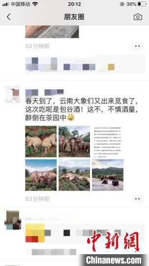  大象偷喝30公斤酒醉倒西双版纳茶园？官方：情况不实